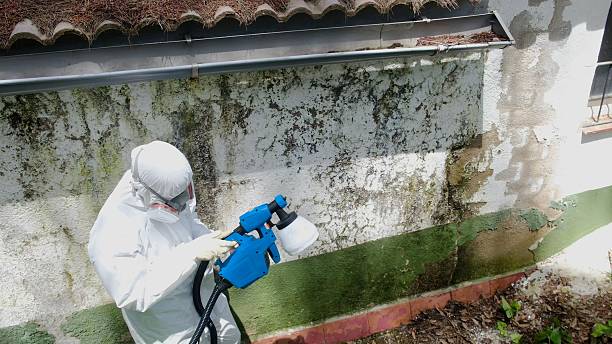 Top rated local Mold Remediation specialists in Springfield, GA
